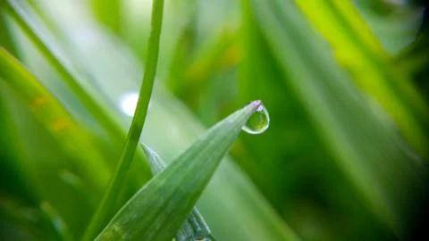 Alone drop on the green leaf, shooting close-up Stock Photos