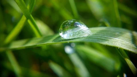Alone drop on the green leaf, shooting close-up Stock Photos