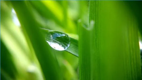 Alone drop on the green leaf, shooting close-up Stock Photos