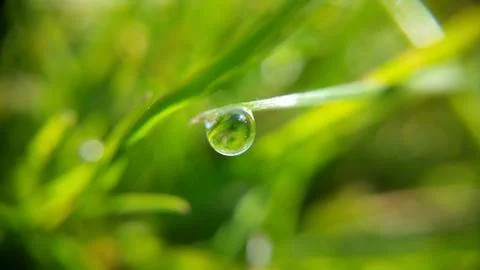 Alone drop on the green leaf, shooting close-up Stock Photos