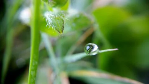 Alone drop on the green leaf, shooting close-up Stock Photos
