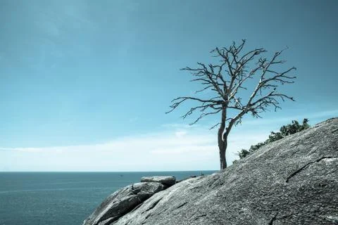 Alone dry tree Stock Photos