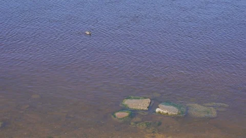 Alone duck on the river. Stockbeeldmateriaal 115917061