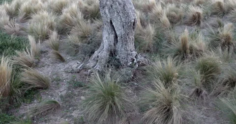 Alone expressive cut tree Stockbeeldmateriaal 221989513