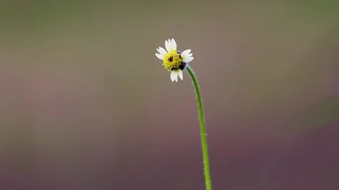 Alone flower Video stock 134132751