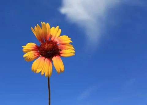Alone flower over sky background Stock Photos