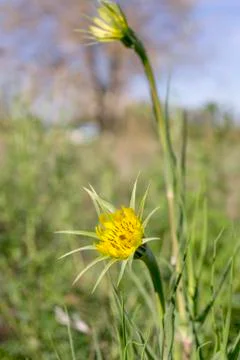 Alone flower in the park Stock Photos