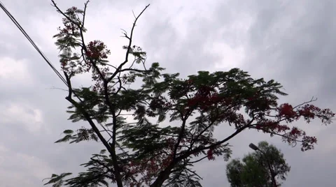 An alone flowered tree in the cloudy sky Stock Footage 38060047