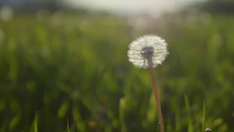 Alone fluffy dandelion swaying in wind closeup wildlife flower background grass. Stock Footage 119937065