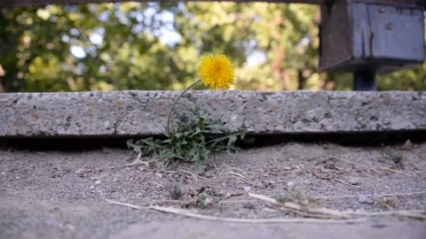 Alone Stock Footage 137338119