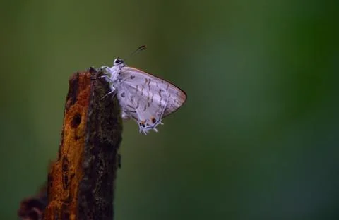 Alone in the forest Stock Photos