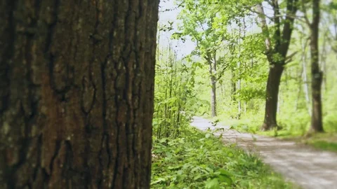 Alone in the forest - Sci-fi horror drama docu footage Stock Footage 129072999