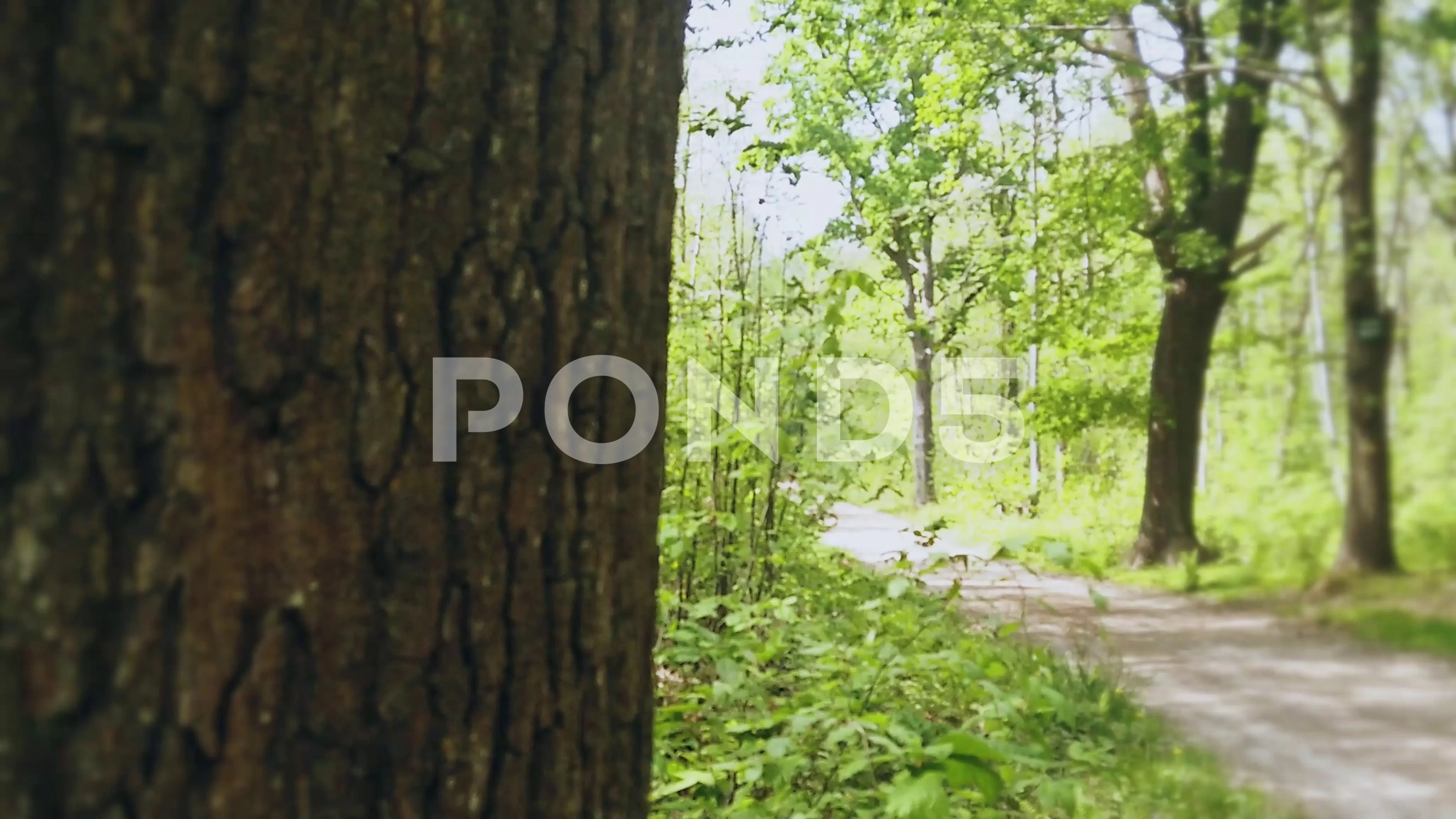 COVASA Mens Summer ShortsDinosaur The Jungle Trees Forest Nature Woods Scary P