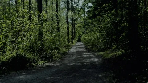 Alone in the forest - Sci-fi horror drama docu footage Stock Footage 129073010