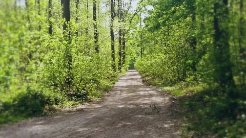 Alone in the forest - Sci-fi horror drama docu footage Stock Footage 129073013