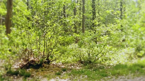 Alone in the forest - Sci-fi horror drama docu footage Stock Footage 129073019