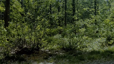 Alone in the forest - Sci-fi horror drama docu footage Stock Footage 129073024