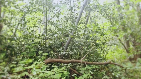 Alone in the forest - Sci-fi horror drama docu footage Stock Footage 129073040