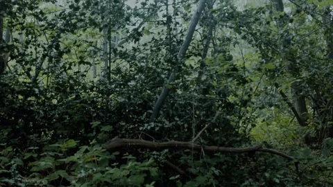 Alone in the forest - Sci-fi horror drama docu footage Stock Footage 129073046