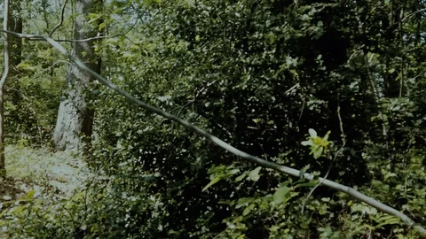 Alone in the forest - Sci-fi horror drama docu footage Stock Footage 129073060