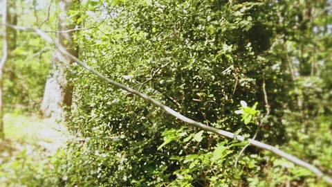 Alone in the forest - Sci-fi horror drama docu footage Stock Footage 129073063