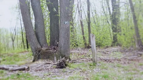 Alone in the forest - Sci-fi horror drama docu footage Stock Footage 129073077