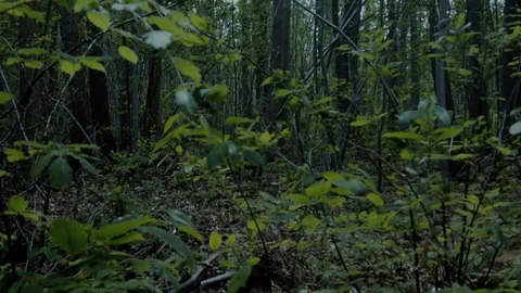 Alone in the forest - Sci-fi horror drama docu footage 스톡 동영상 129073088