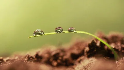  Alone grass  with  some dew drops against  background in green. Macro  Stock Footage 77477645
