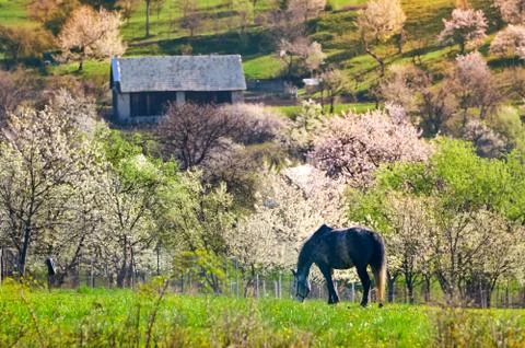 Alone horse grassing on empty spring meadow. Colorful trees full of white flo Stock Photos