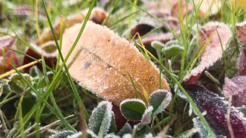 Alone leaf in winter season Stock Footage 162939917