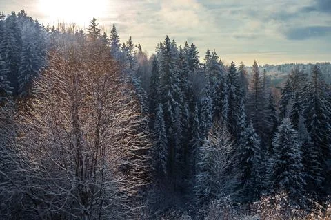 Alone in the light among the dark ones. Snow-covered conifer forest on a high Stock Photos