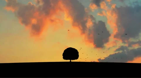 Alone lonely tree on skyline Stock Footage 40789556