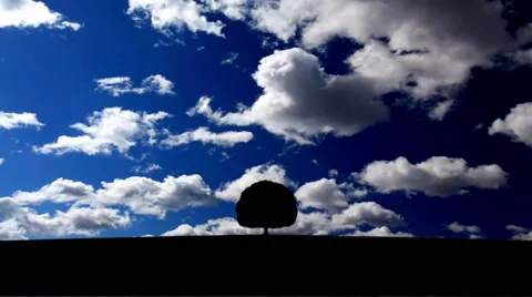 Alone lonely tree on skyline Stock Footage 40789620