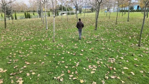 Alone man walking autumn Stock Footage 239277115