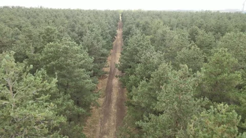 Alone man walking forest Stock Footage 240766667