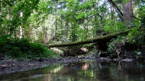 Alone man in wild forest Stock Footage 99233278