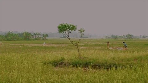 Alone in the middle of the field Stock Footage 240276272