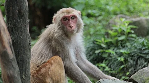 ALONE MONKEY Stock Footage 124352101