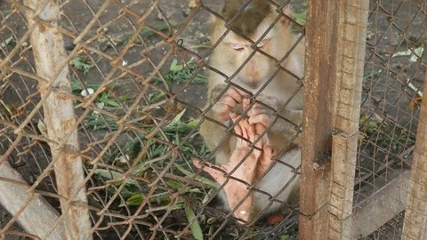Alone monkey Scratching head in a cage Video stock 79356193