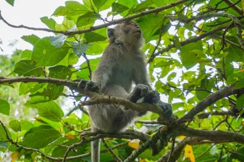 Alone monkey sits on the huge tree in the rainforest of Ubud, Bali 스톡 사진