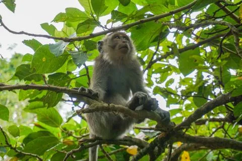 Alone monkey sits on the huge tree in the rainforest of Ubud, Bali 스톡 사진