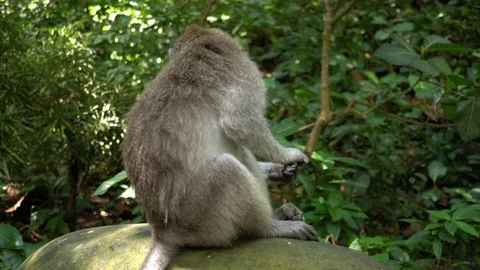 Alone monkey sits on the stone in the forest. Stock Footage 104411309