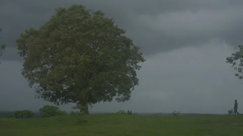 Alone in the Monsoon: Walking to the Tree on the Hilltop Stock Footage 278258178