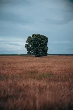 Alone oak in wheat field Stock Photos