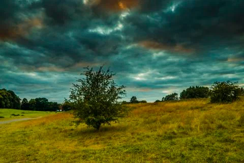 Alone Old oak treewith Blue cloudy Sky Stock Photos