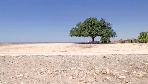Alone olive tree Stock Photos