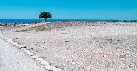 Alone olive tree Stock Photos
