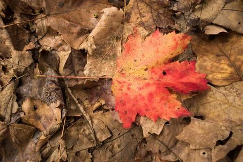 Alone orange maple leaf among other died leaves Stockfoto's