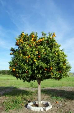 Alone orenge tree in field Stock Photos