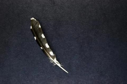 Alone Owl Feather Lying on Partly Blue and Black Background Surface with Free Stock Photos